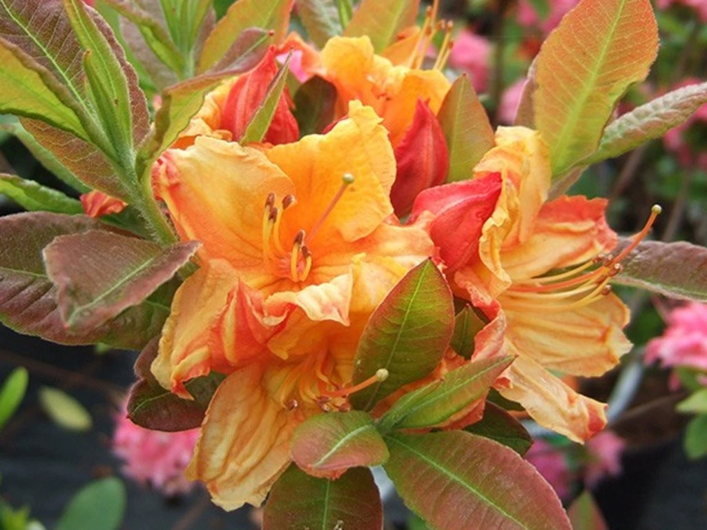 Azalka (Azalea) "Glowing Embers"