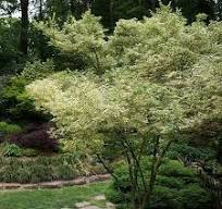 Acer palm. Butterfly