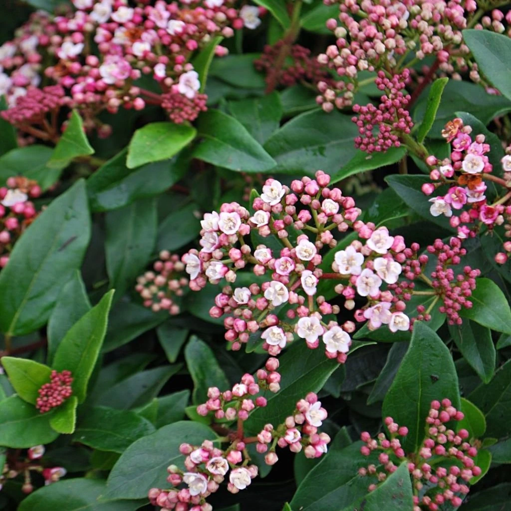 Kalina vavrínolistá (VIBURNUM TINUS) "Eve Price" Clt.18 d.30/40 1/2 fusto