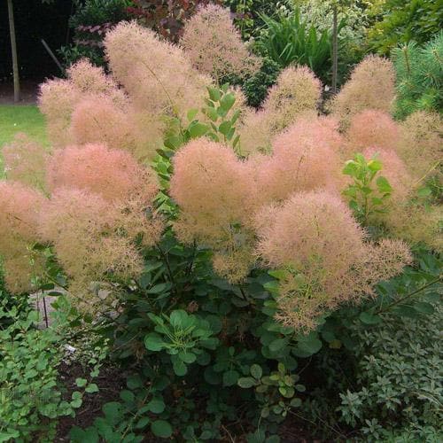Škumpa vlasatá (Cotinus coggygria) "Golden Spirit," C3 40/60