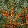 Rakytník (Hippophae) "Leikora" samičí (vyväzovaný)