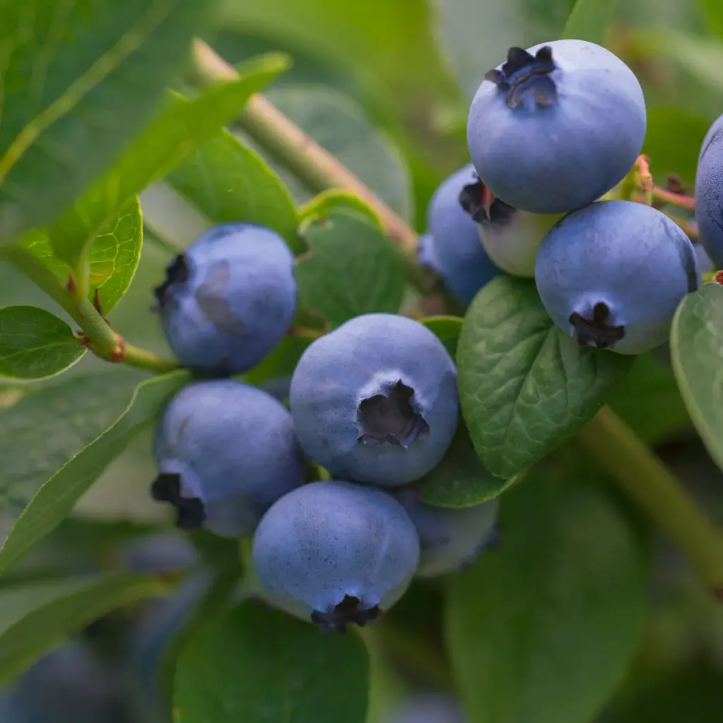 Čučoriedka kanadská (Vaccinium corymbosum) 