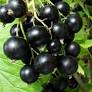 Ríbezľa čierna (Ribes nigrum) ´TITANIA´ 40 RK2