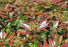 Červienka (Photinia Fraseri) "Red Robin"Clt.3