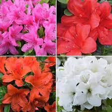 Azalka (Azalea) mix