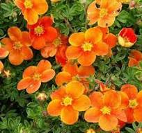 Nátržníkovec krovitý (Potentila fruticosa) "RED ACE"oranžová