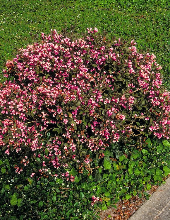 Vajgélia kvetnatá (Weigela florida) "Purpurea"