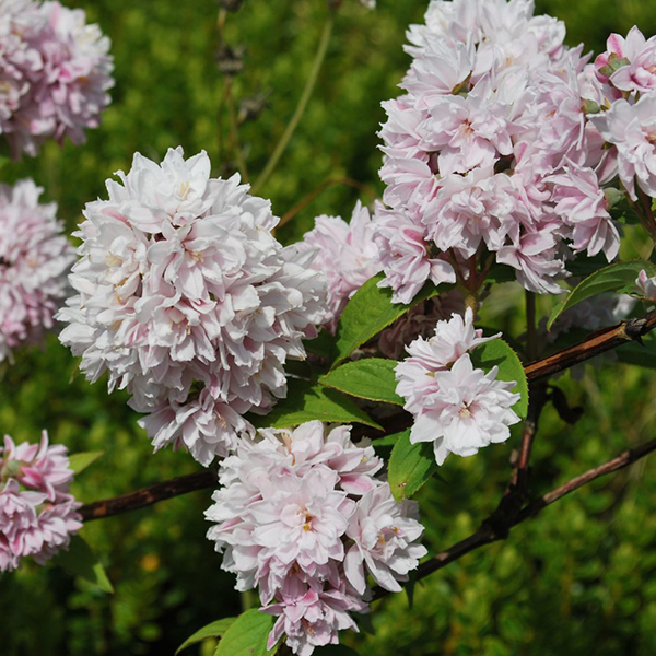 Deutzia Pink Pom-Pom