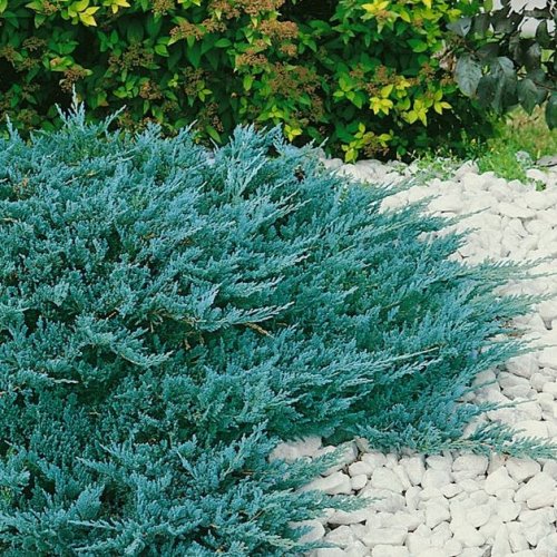 juniperus hor. Limelow