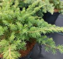 Borievka pobrežná (Juniperus conferta) "Schlager" C2 20/40