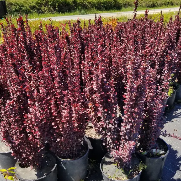 Berberis thun. Red Pillar