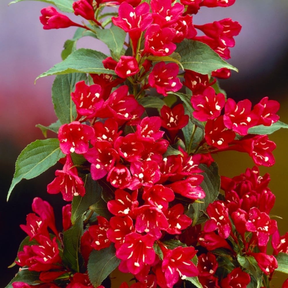  Vajgélia kvetnatá (Weigela) "Bristol Ruby"