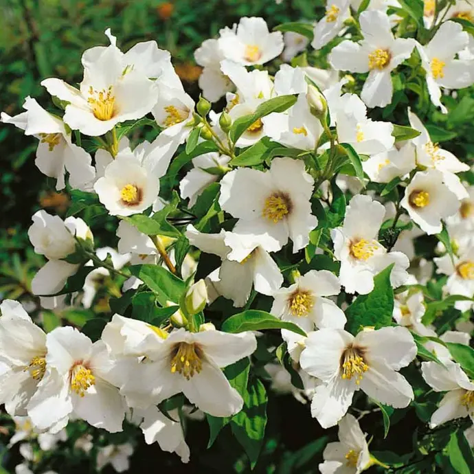 Pajazmín (Philadelphus) "Belle Etoile"