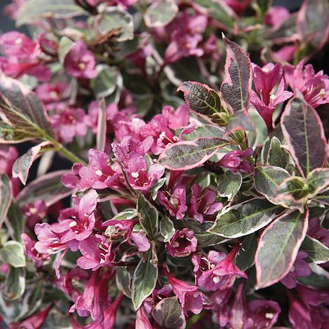 Weigela florida Monet