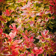 Berberis