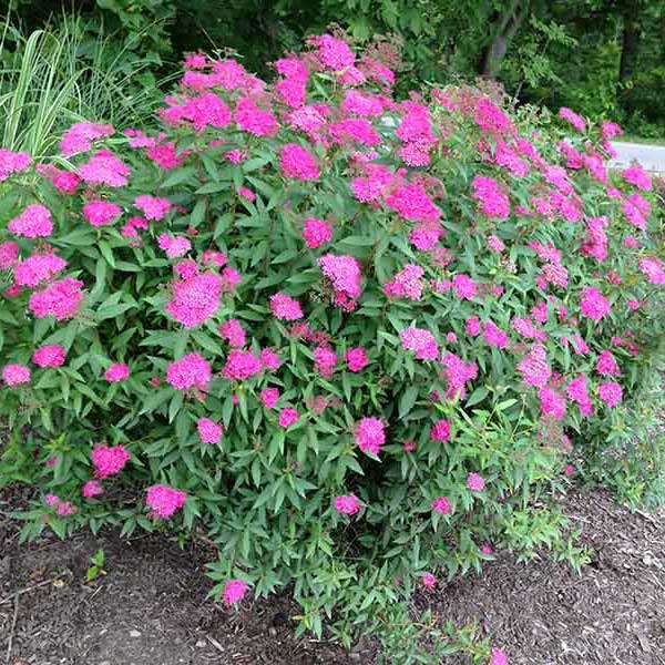 Spirea japonica Anthony Waterer