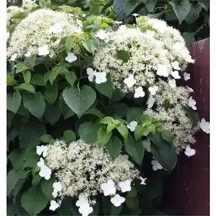 Hortenzia popínavá (Hydrangea Petiolaris) Clt.3 100+
