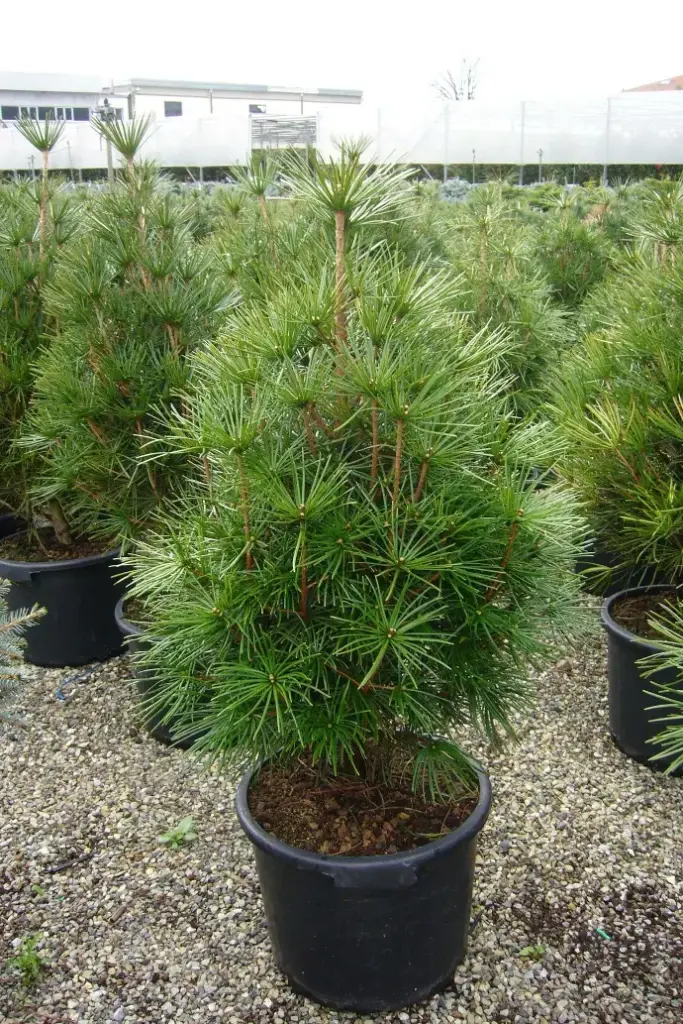 Sciadopitis Vertliciliatta Clt 20 70-90