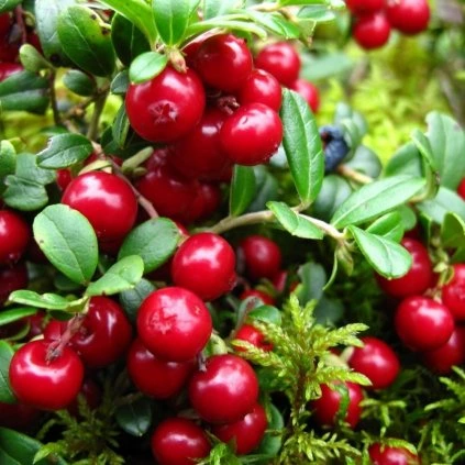 Brusnica obyčajná (Vaccinium vitis-idaea) "Fire Balls"