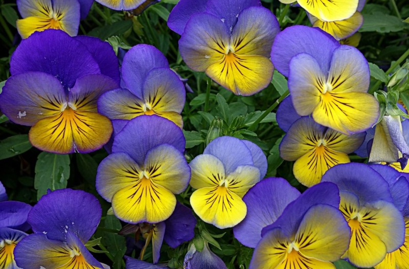 Fialka záhradná/Sirôtka (Viola)