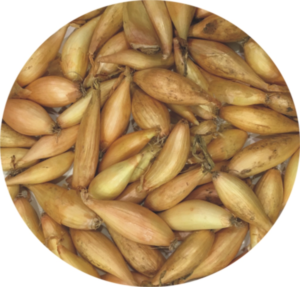 Cibuľa Bamberger-podlhovastá 20 dkg (šunková)