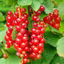 Ríbezľa červená (Ribes rubrum)"Jonkheer van Tets" 