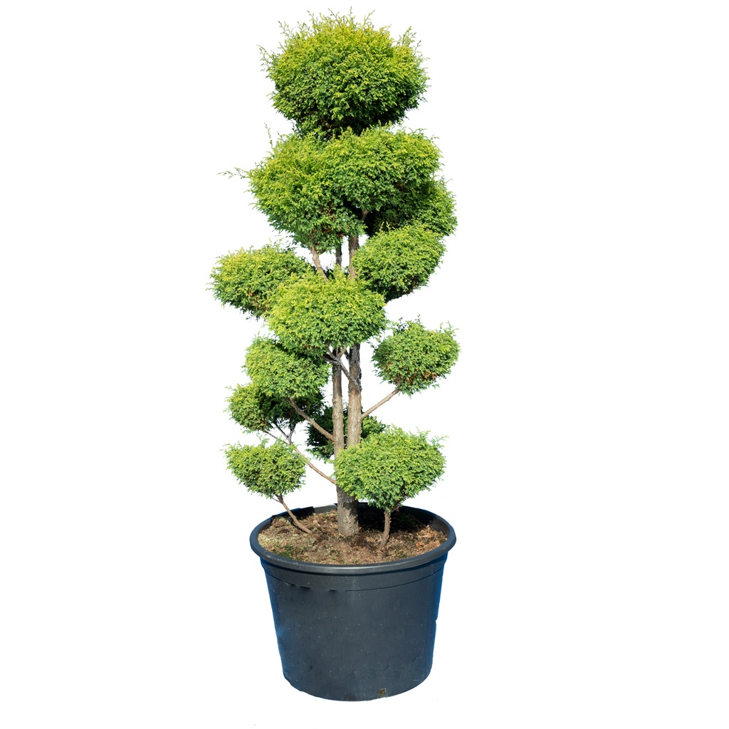 Juniperus Plumosa Aurea 120-140, Pon-pon