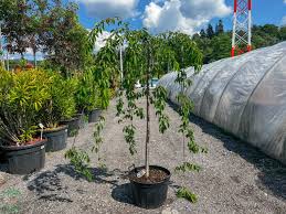 Višňa chĺpkatá (Prunus subhirtella) Pendula 150 km