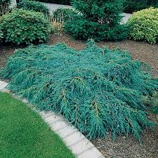 Borievka šupinatá Juniperus Blue Carpet