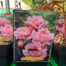 Pivonka bielokvetá Paeonia lactiflora mix