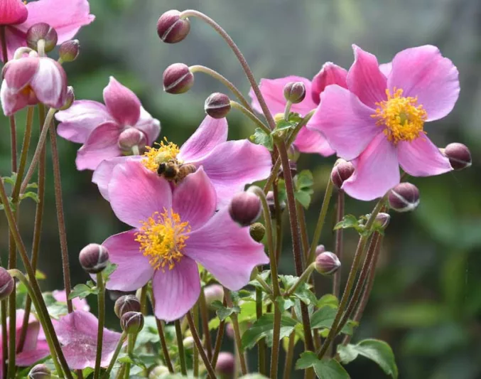 Anemone hup. Rose Shades