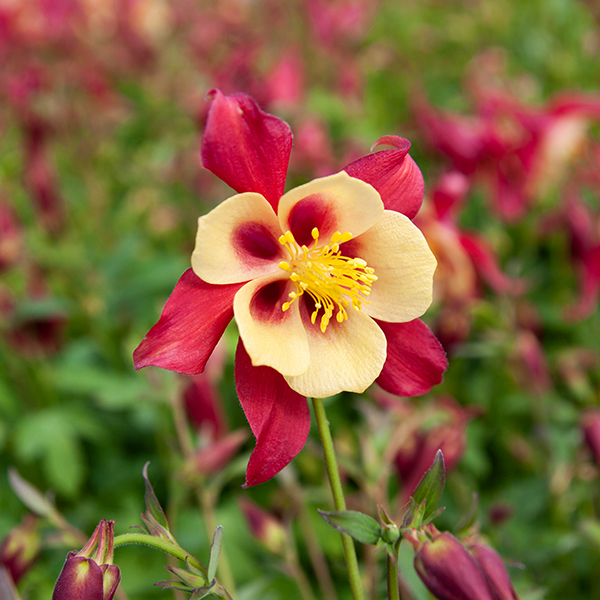 Aquilegia caerulea "Earlybird Red Yellow"