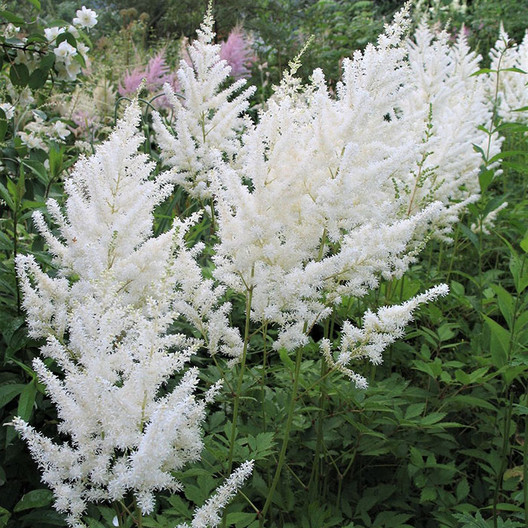 Astilba arendsova "Astary White" (Astilbe arendsii)