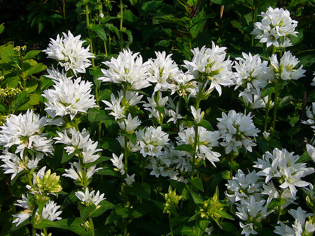 Campanula glomerata "Alba"