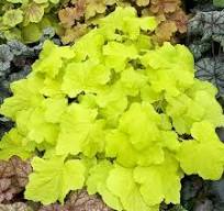 Heuchera x hybrida "Citronelle"