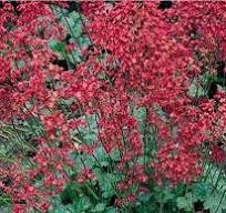 Heuchera krvavá "Ruby Bells" (Heuchera sanguinea)
