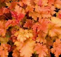 Heuchera "Marmelade" (Heuchera x hybrida)