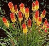 Kniphofia uvaria "Flamenco"