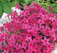 Flox šidlolistý "Atropurpurea" (Phlox subulata)