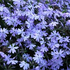 Flox šidlolistý "Fabulous Blue Dark Center" (Phlox subulata)