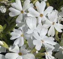 Phlox subulata "Fabulous White"