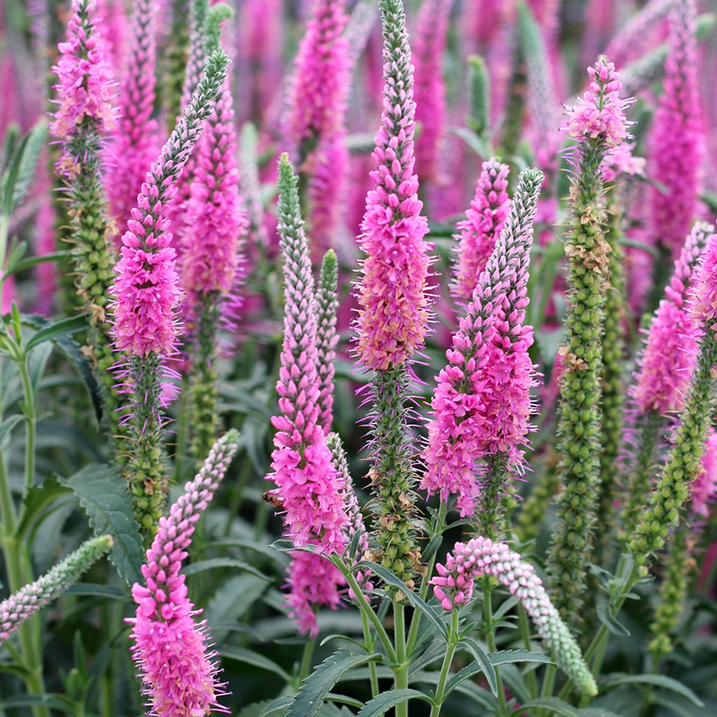 Veronica spicata "Anniversary Rose"