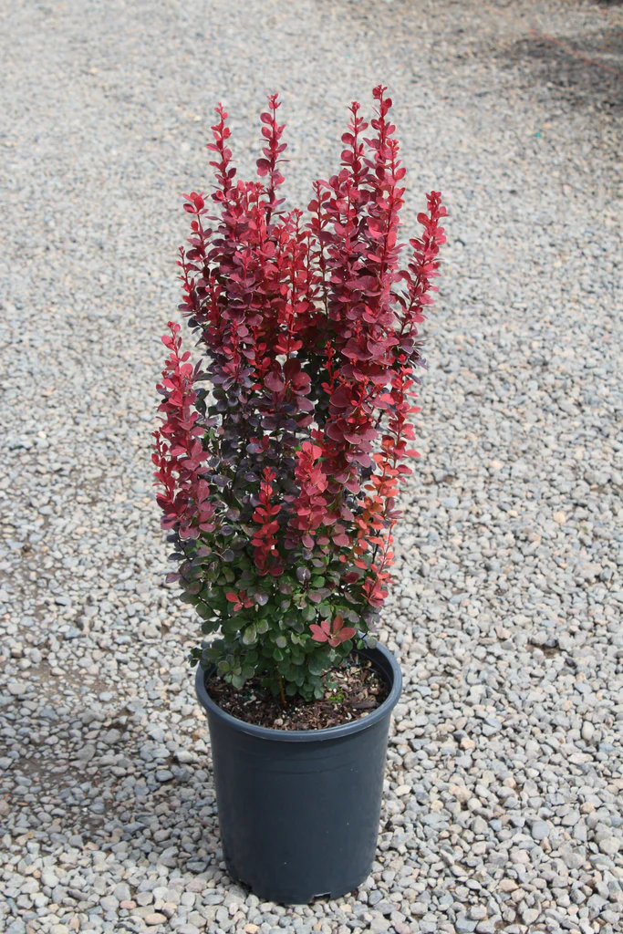 Dráč Thunbergov Berberis thunberengii Red Rocket