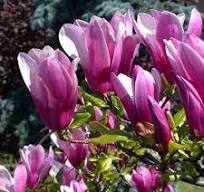 Magnólia Magnolia "Susan"