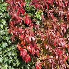 Pavinič päťlistý Parthenocissus quingefolia)