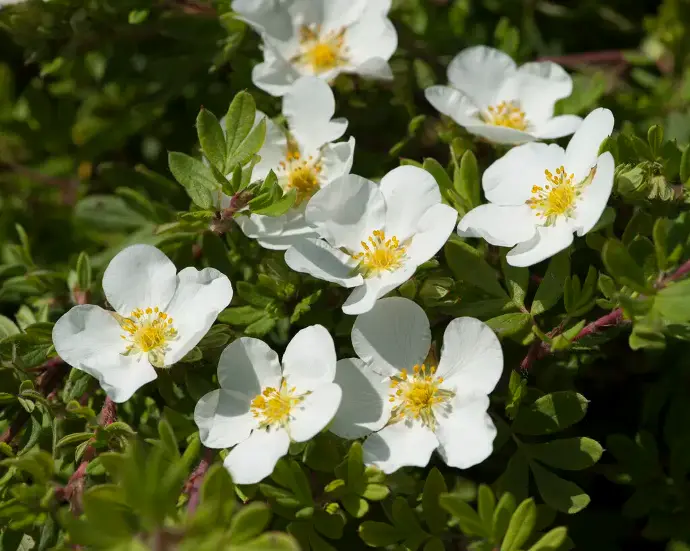 Nátržníkovec krovitý (Potentilla fruticosa) "Abbotswood"