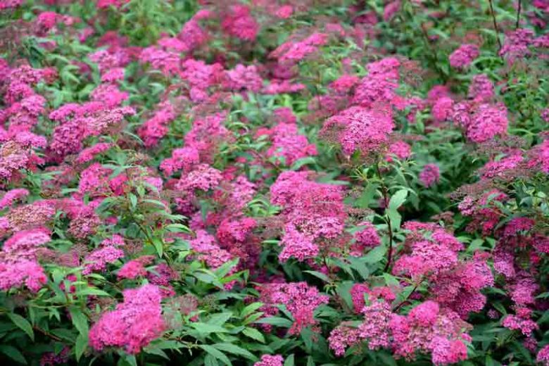 Spirea jap. "Anthony Waterer"
