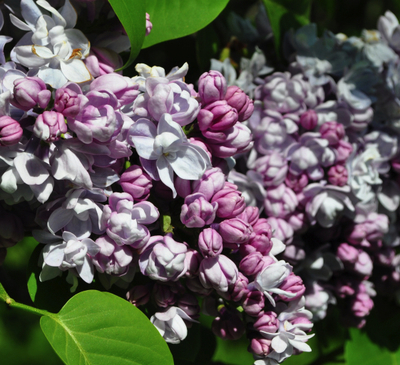 Syringa vulgaris "Katherine Hovemeyer"