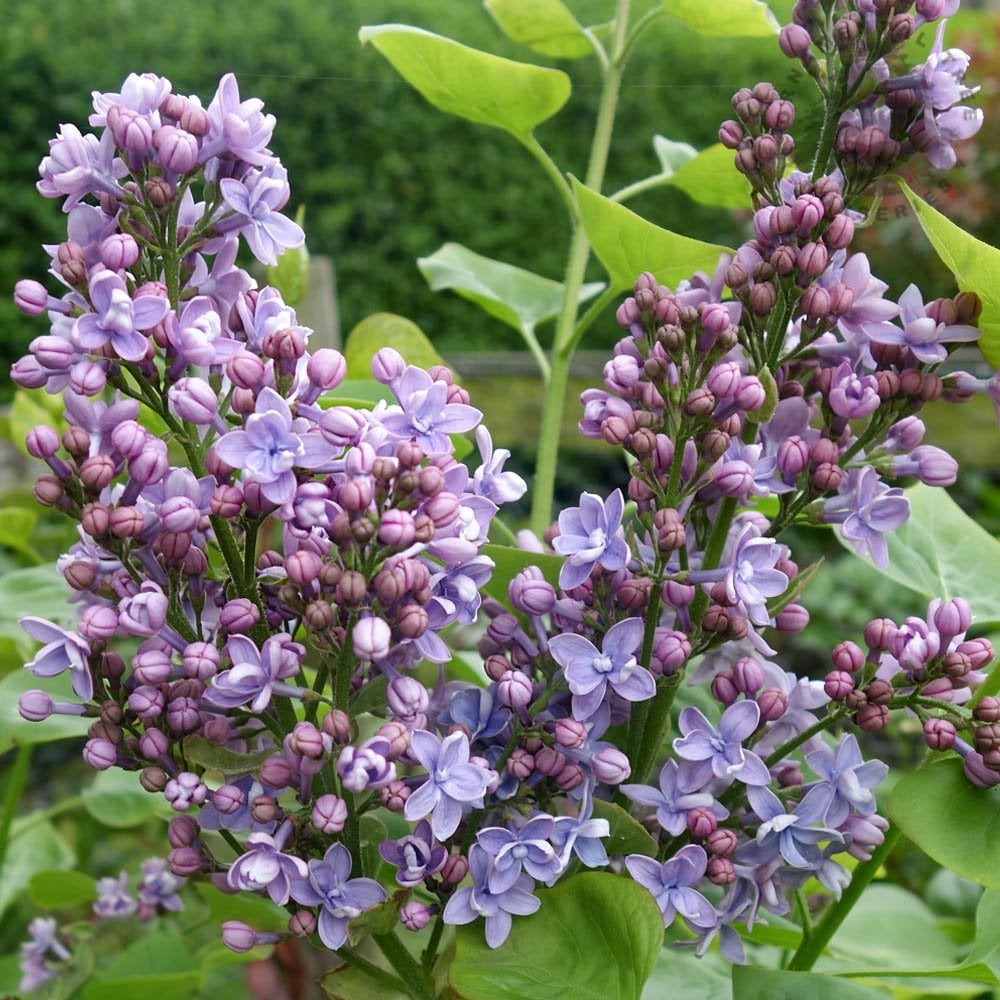 Syringa vulgaris "Michel Buchner"