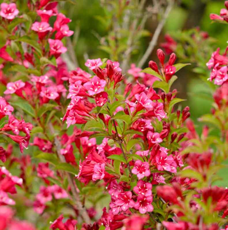 Vajgélia (Weigela florida) "Bristol Ruby"